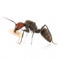 Camponotus singularis